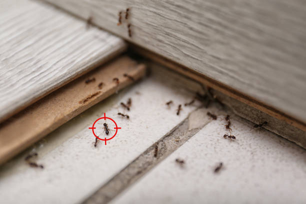 Best Emergency Pest Control  in Gibbstown, NJ