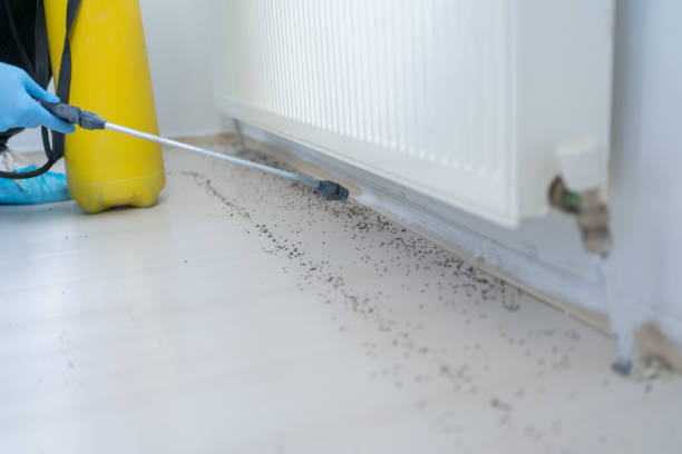 Best Wasp Removal Services  in Gibbstown, NJ